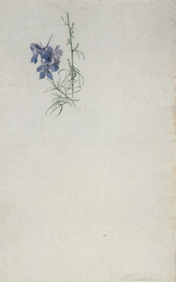 Julius Schnorr von Carolsfeld Study of Larkspur